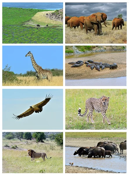 Colagem fauna do Quênia — Fotografia de Stock