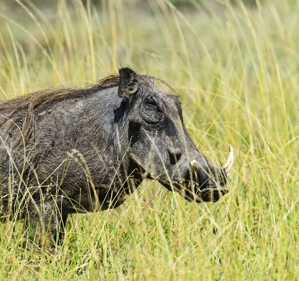 Wild boar in the savannah — Stock Photo, Image