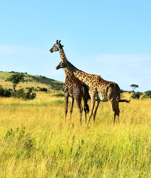 Afrykańskiej Żyrafy na sawannie — Zdjęcie stockowe