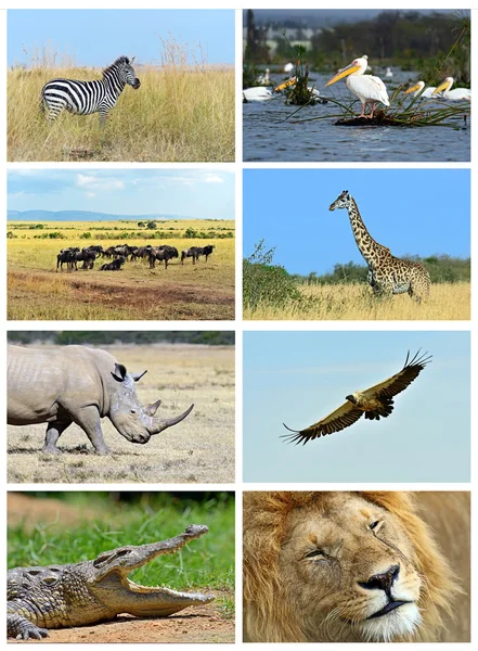 Collage Fauna Kenias — Stockfoto