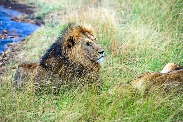 Lev v savaně — Stock fotografie