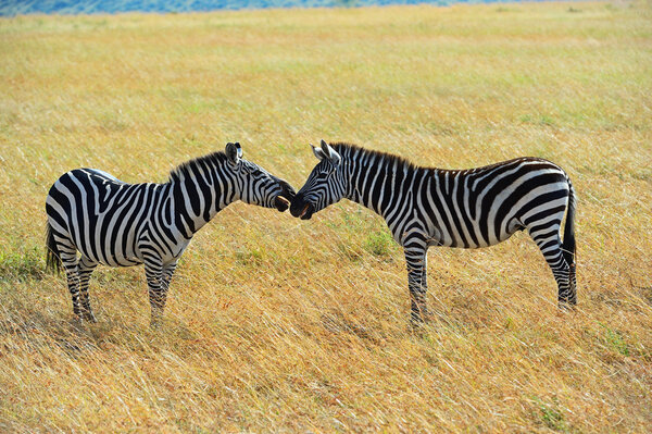 Two zebras in the wild African savannah Kenya