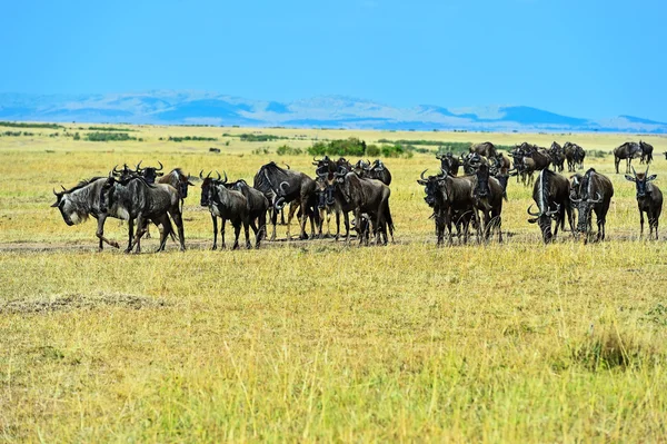Wildebeest nella selvaggia savana africana Kenya — Foto Stock