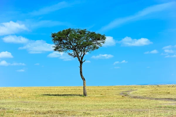 Parku Masai Mara — Stock fotografie