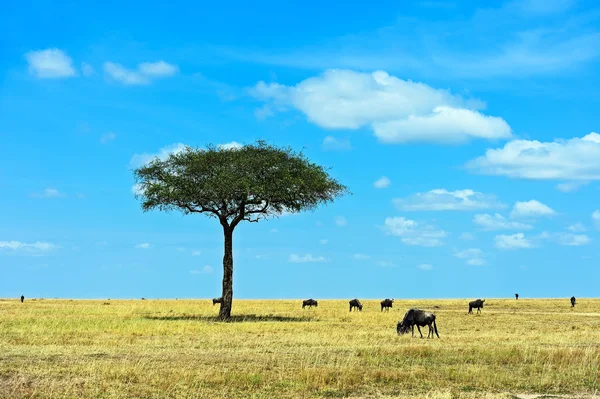 A herd of wildebeest — Stockfoto