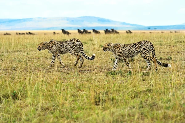 Гепард в африканской саванне — стоковое фото