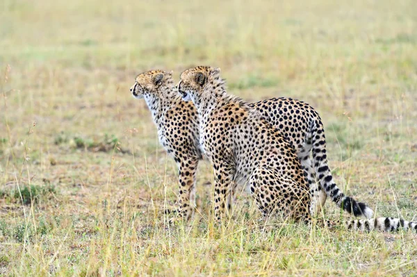 Cheetah in de Afrikaanse savanne — Stockfoto