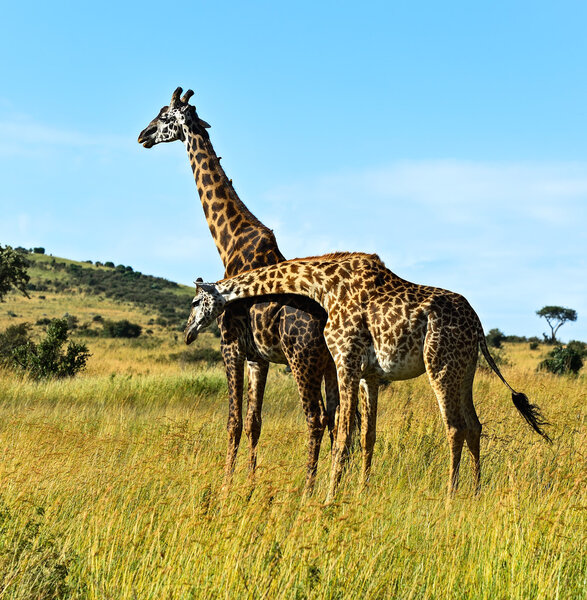 African giraffes in the savannah Masai Mara par