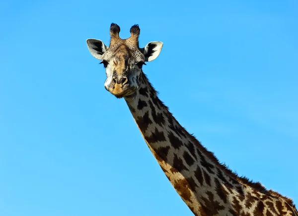 Afrikanska giraffer i savannen — Stockfoto