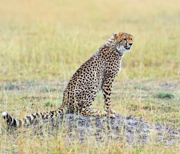猎豹在非洲大草原 — 图库照片