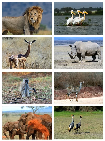 Collage fauna van Kenia — Stockfoto