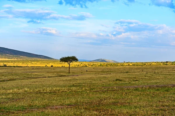 Árvore em savana — Fotografia de Stock