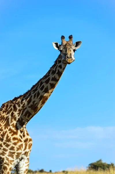 Giraffe africane nella savana — Foto Stock