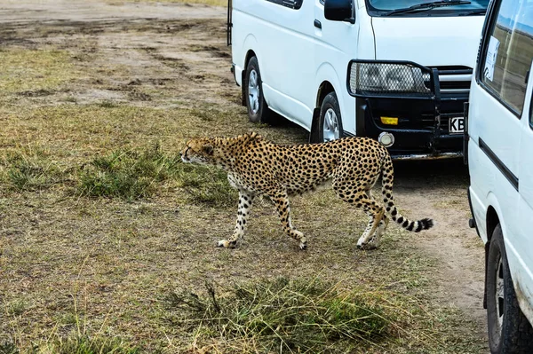 Cheetah na savana africana — Fotografia de Stock