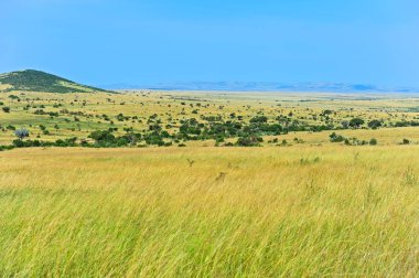 Afrika savana Kenya
