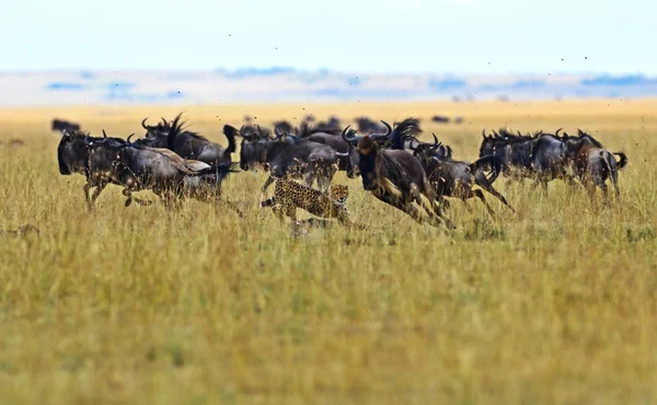 Afrika savana çita — Stok fotoğraf