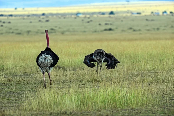 Strauss w parku Masai Mara — Zdjęcie stockowe