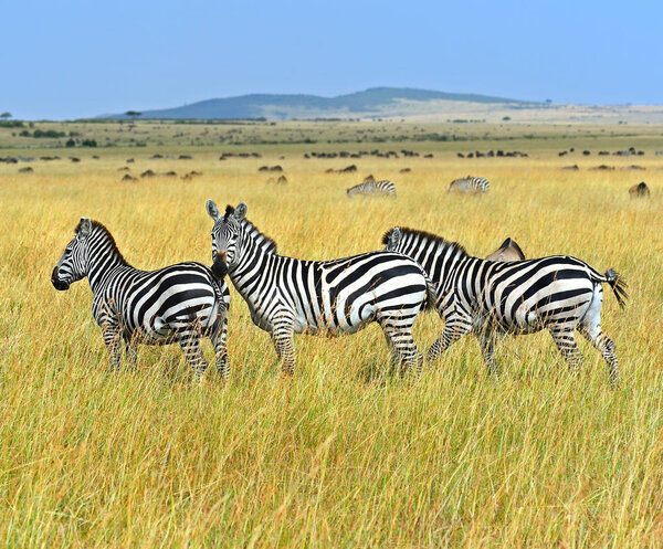 Wildebeest in the savannah