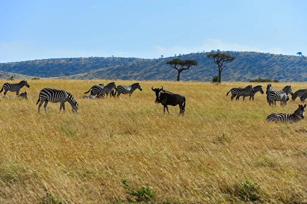 Masai Mara ñus — Foto de Stock
