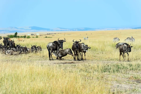 Masai mara gnu — Foto Stock