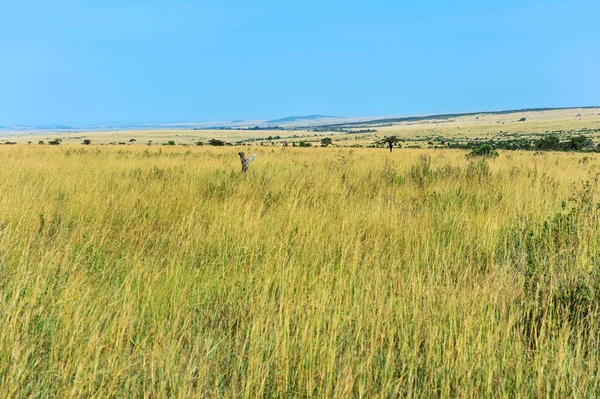 Afrikaanse savanne in Kenia — Stockfoto