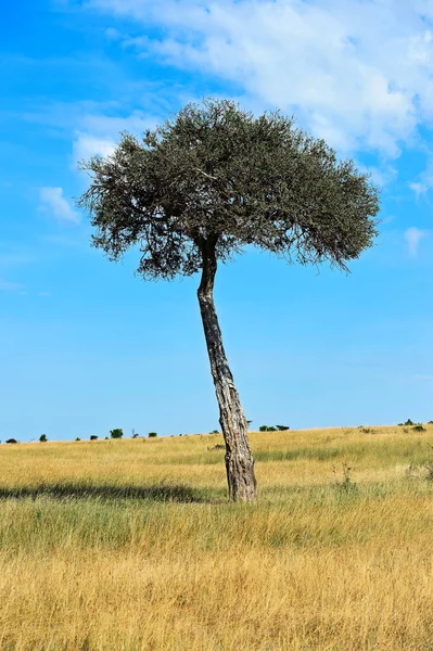 Árvore em savana — Fotografia de Stock