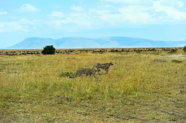 Гепард в африканской саванне — стоковое фото