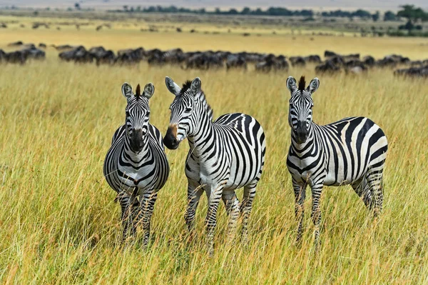 Masai Mara Zebra — Stockfoto