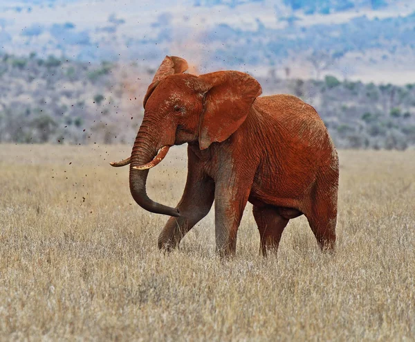 Elephant in Tsavo park — Stock Photo, Image
