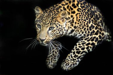 Bir leoparın portresi 