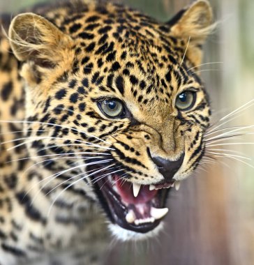 Bir leoparın portresi