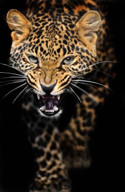 Bir leoparın portresi