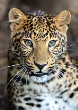 Bir leoparın portresi