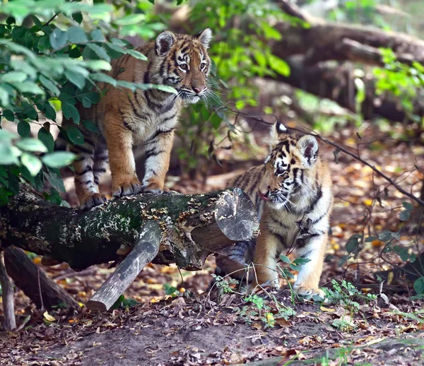 Schattig tijger — Stockfoto