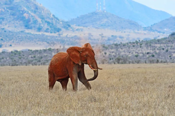 Elefánt a Tsavo park — Stock Fotó