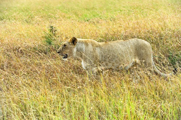 Leo Afrika savana — Stok fotoğraf