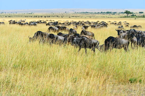 Wildebeest in the savannah — Stock Photo, Image