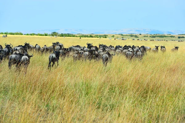 Le gnous dans la savane — Photo