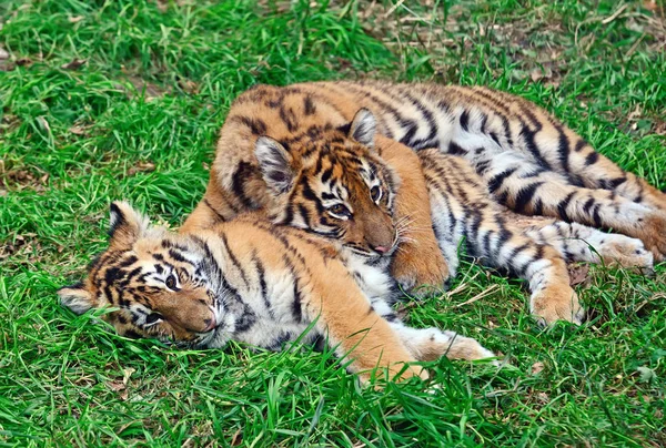 Pequeño tigre lindo —  Fotos de Stock