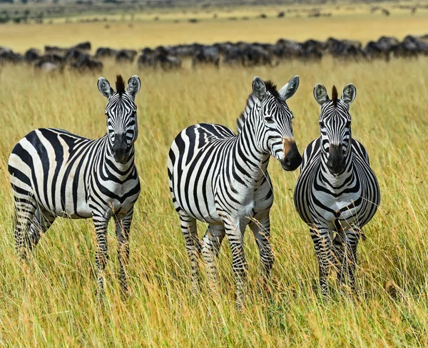 Zebra di masai mara — Stok fotoğraf