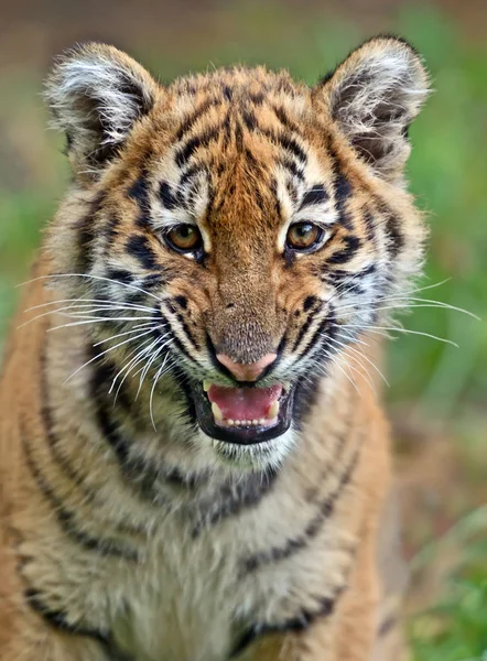Χαριτωμένη μικρή τίγρη — Φωτογραφία Αρχείου