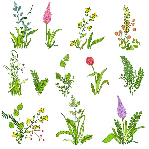 Ensemble de plantes différentes — Image vectorielle