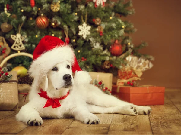 Boże Narodzenie pies, biały szczeniak Retriever w Santa Hat, pieścić obecny prezenty na nowy rok — Zdjęcie stockowe