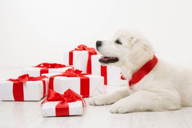 Yeni yıl köpek, beyaz Retriever köpek yavrusu ve Noel hediyesi hediye kutuları, tatil hayvan