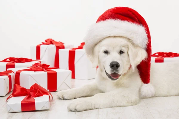 Perro de Navidad con caja de regalo presente, cachorro blanco recuperador en sombrero de Santa, animal de año nuevo —  Fotos de Stock