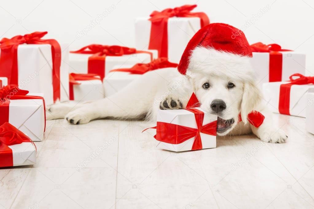 New Year Dog with Present Gift, Funny Christmas White Retriever, Santa Red Hat