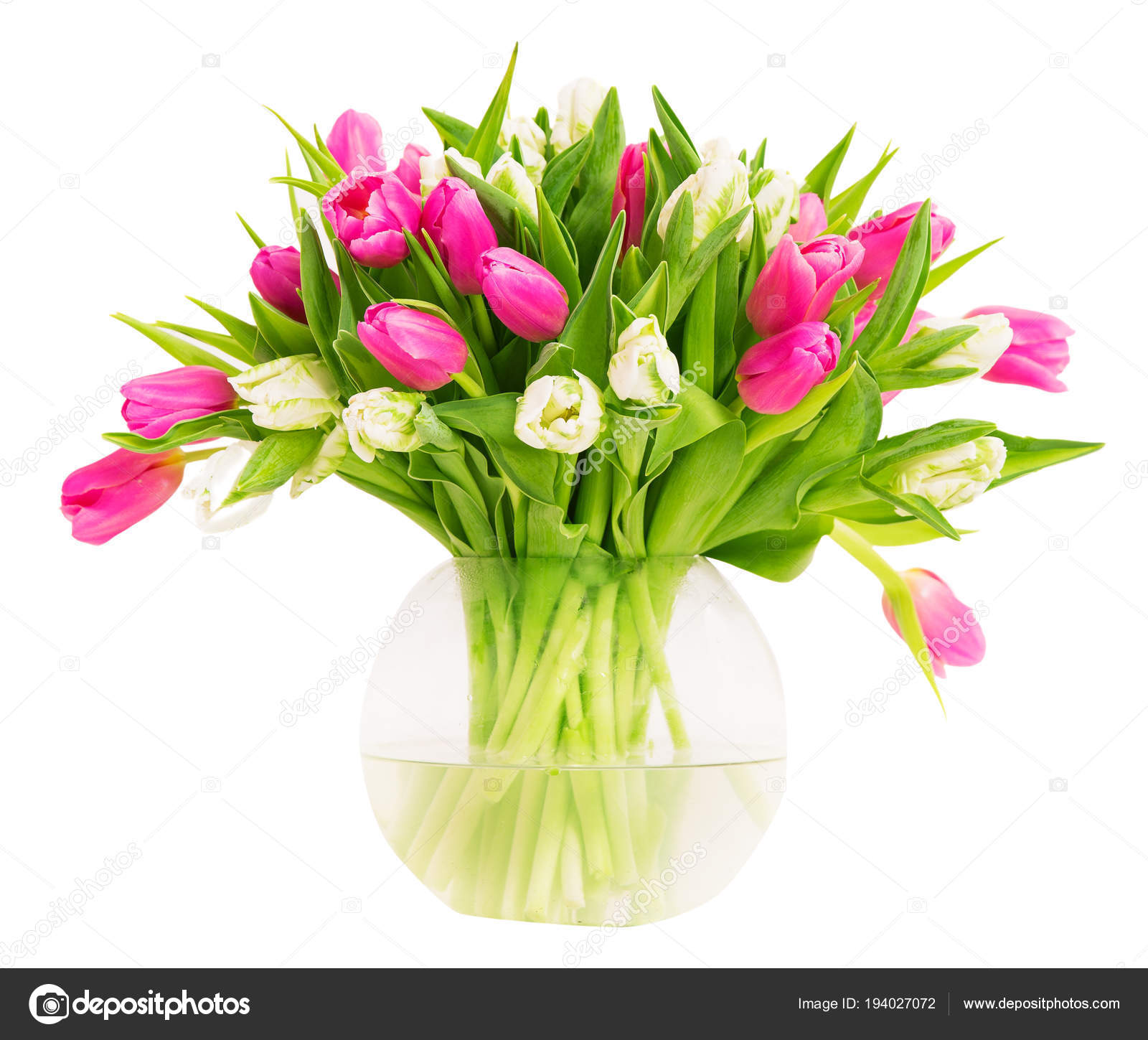 Pmages Tulips In Vases Tulip Flowers In Glass Vase Isolated