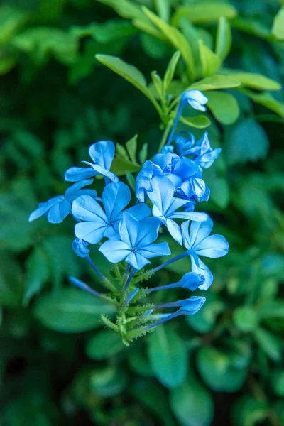 Blauwe bloemen — Stockfoto