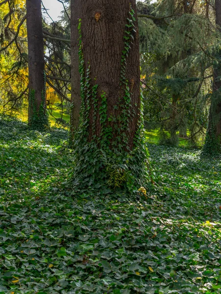 Efeu bedeckter Boden kriecht die Bäume hoch — Stockfoto