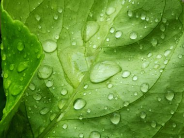 Çiğ yaprak arkaplanı